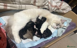 Ragdoll cats for sale: Ragdoll and Russian blue mix - Image 20
