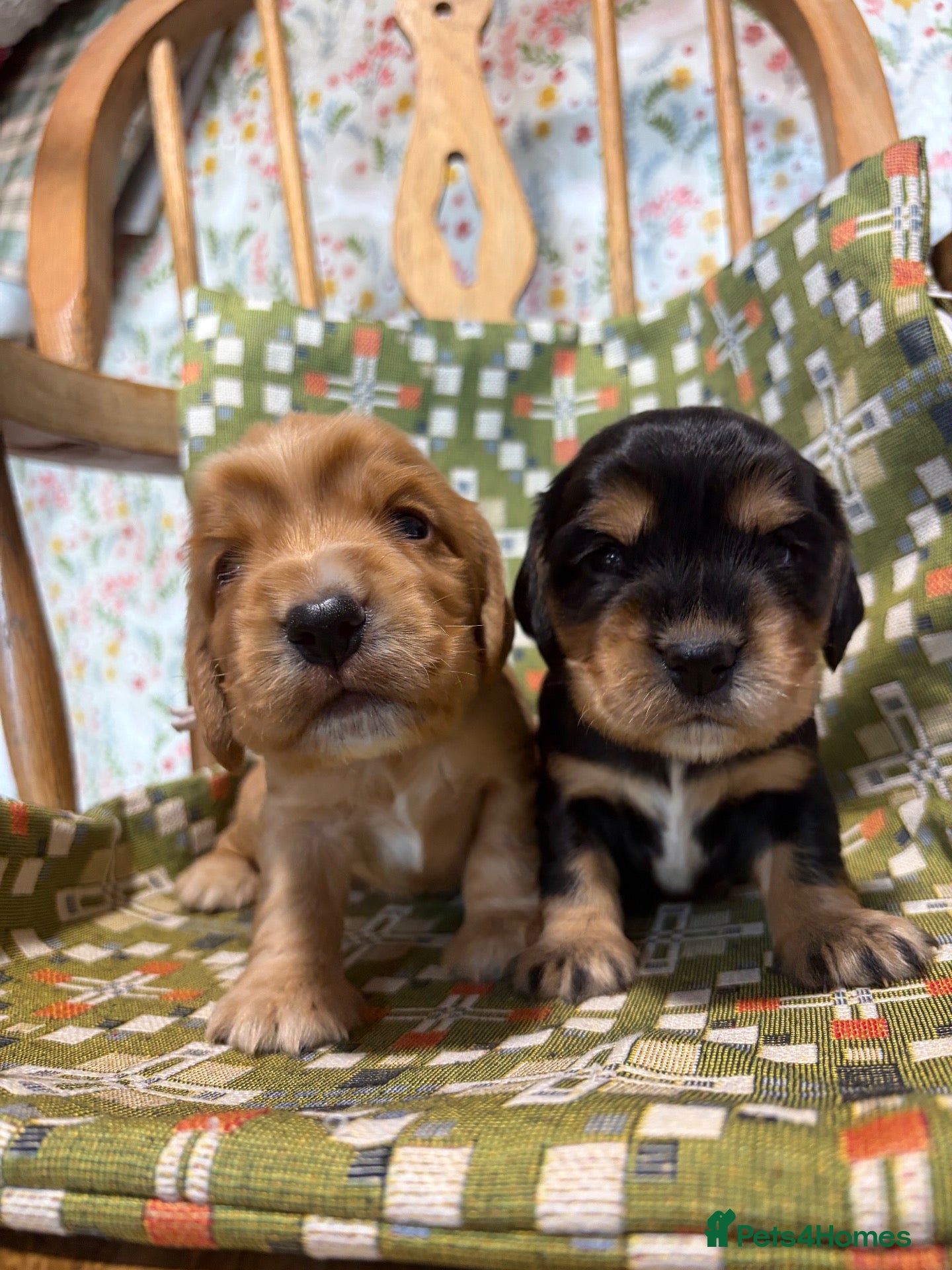 Cocker Spaniel dogs KC show type cocker spaniel (licensed breeder✨)  - Advert 16