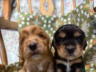 Cocker Spaniel dogs KC show type cocker spaniel (licensed breeder✨) - Advert 1
