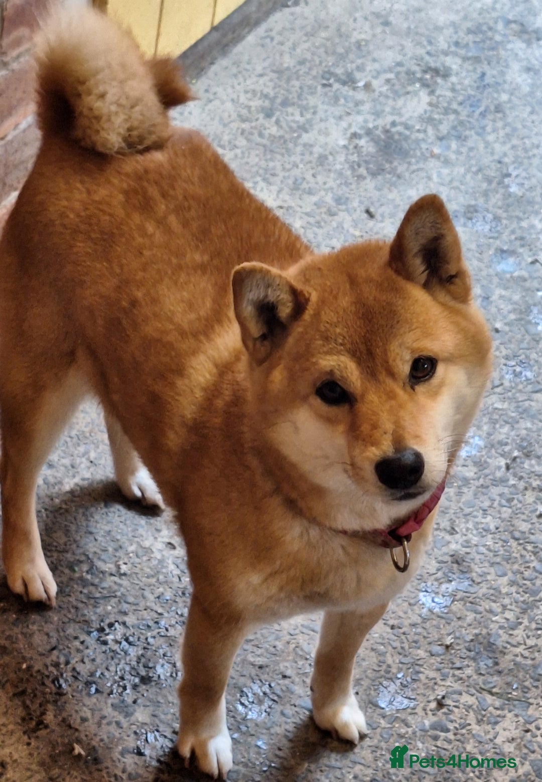 Japanese Shiba Inu dogs for sale: KC Reg Japanese Shiba inu Puppies - Advert 5