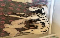 Dalmatian dogs for sale: Malosky Dalmatians  - Image 6
