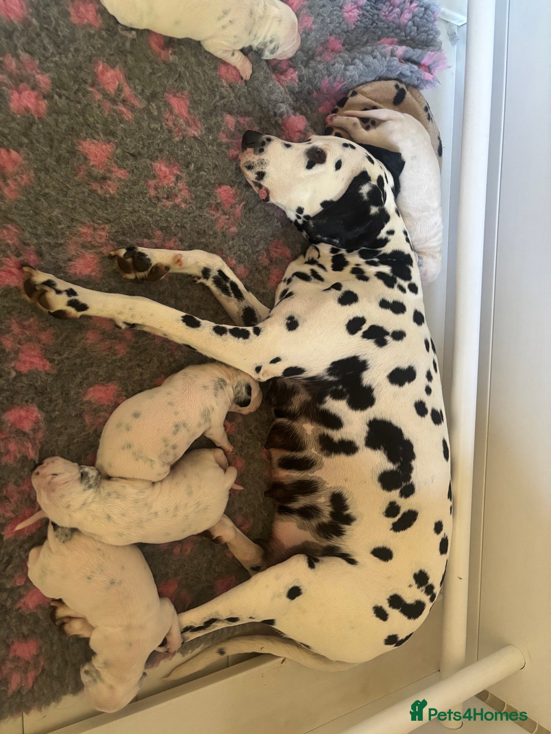 Dalmatian dogs for sale: Malosky Dalmatians  - Image 6