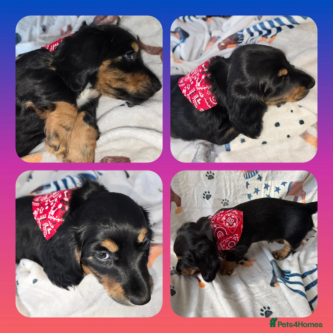 Miniature Dachshund dogs for sale: 💥REDUCED!💥 LAST 2 KC Mini Long haired Dachshund - Advert 30