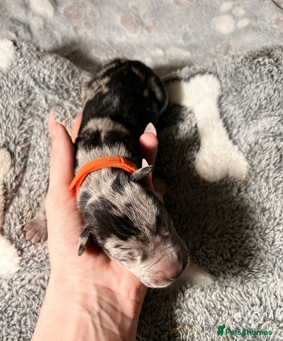 Great Dane dogs for sale: 12x healthy Great Dane puppies - Advert 8