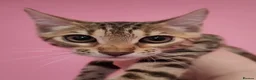 Mixed Breed cats for sale: Rare Torbie @75% Bengal Variants Kittens  - Advert 7