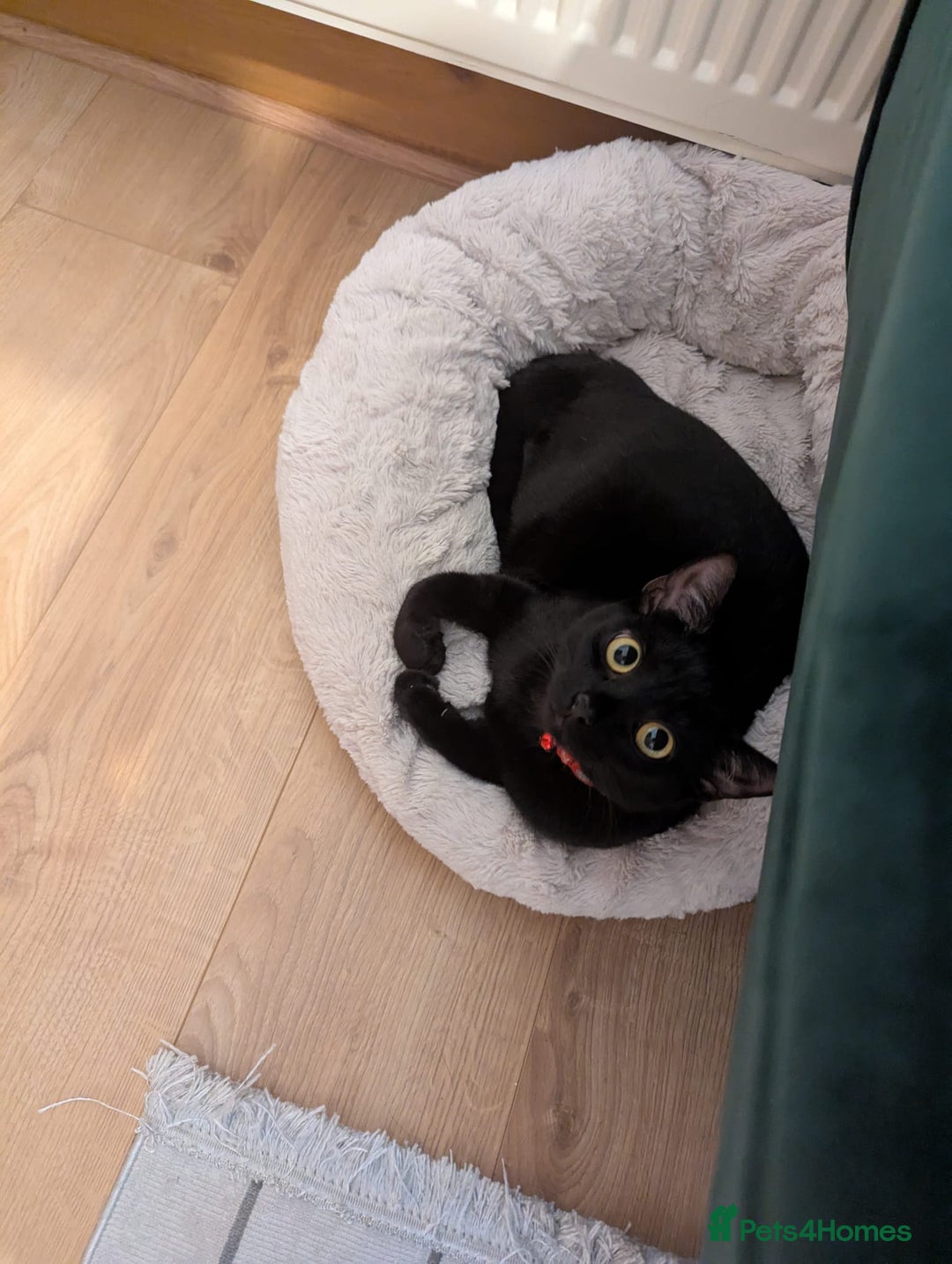 Mixed Breed cats for sale: Beautiful black cat - Advert 5