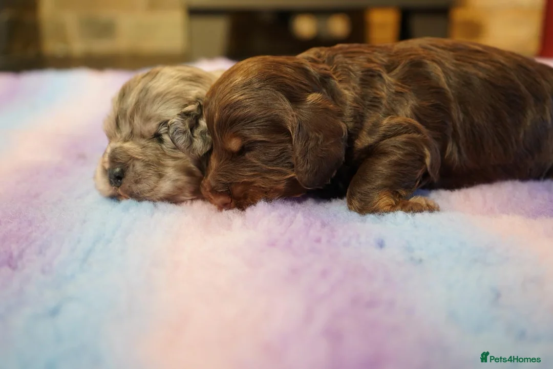 Cockapoo dogs for sale: Beautiful Health Tester Cockapoo Babies 🐾🐾🐾 - Advert 3