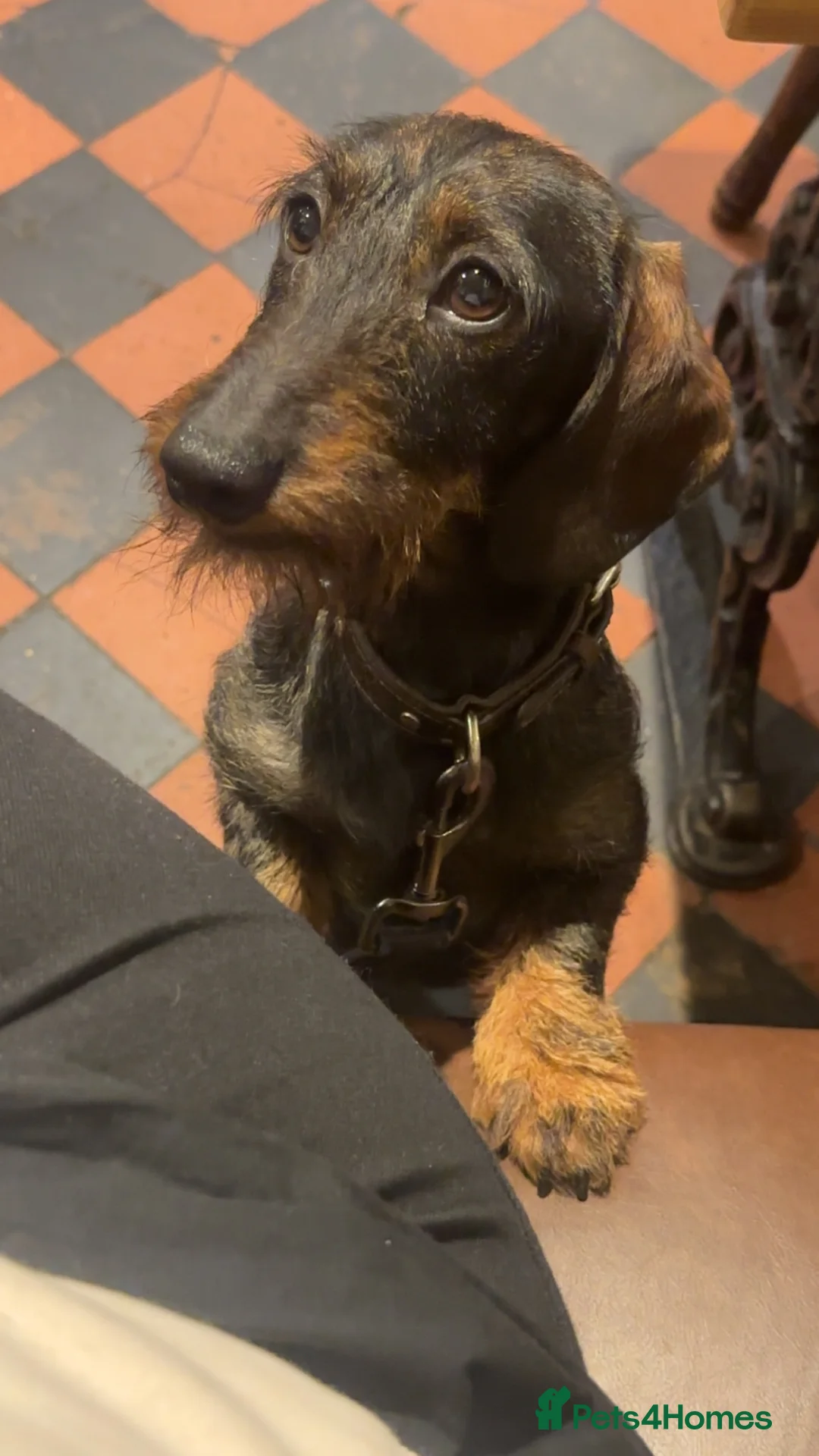 Miniature Dachshund dogs for stud: Miniature wirehair dachshund boy for stud  - Advert 4