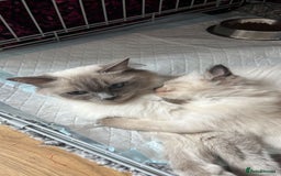 Ragdoll cats for sale: Beautiful seal point kittens  - Image 12