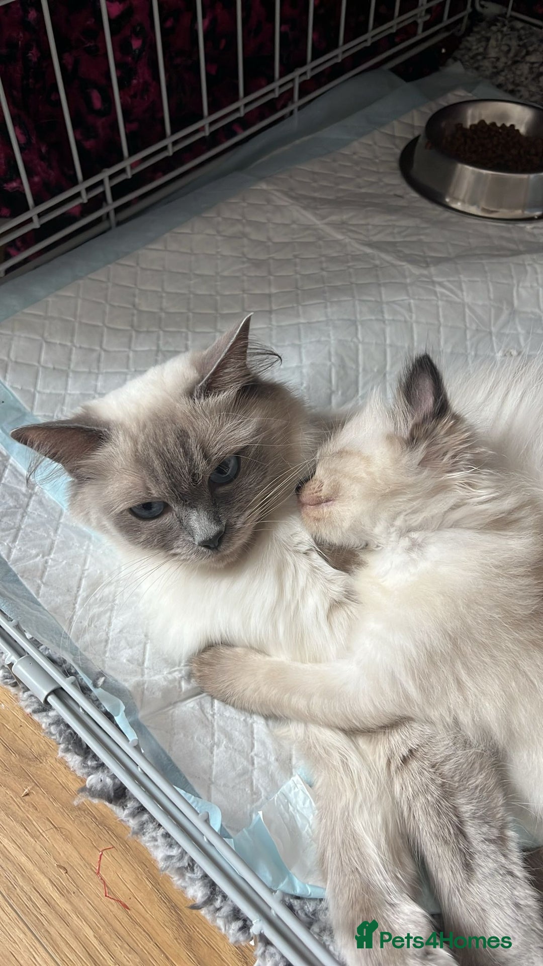 Ragdoll cats for sale: Beautiful seal point kittens  - Image 12