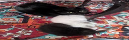 Ragdoll cats for sale: Black 3/4 ragdoll female kitten in Glasgow - Advert 10