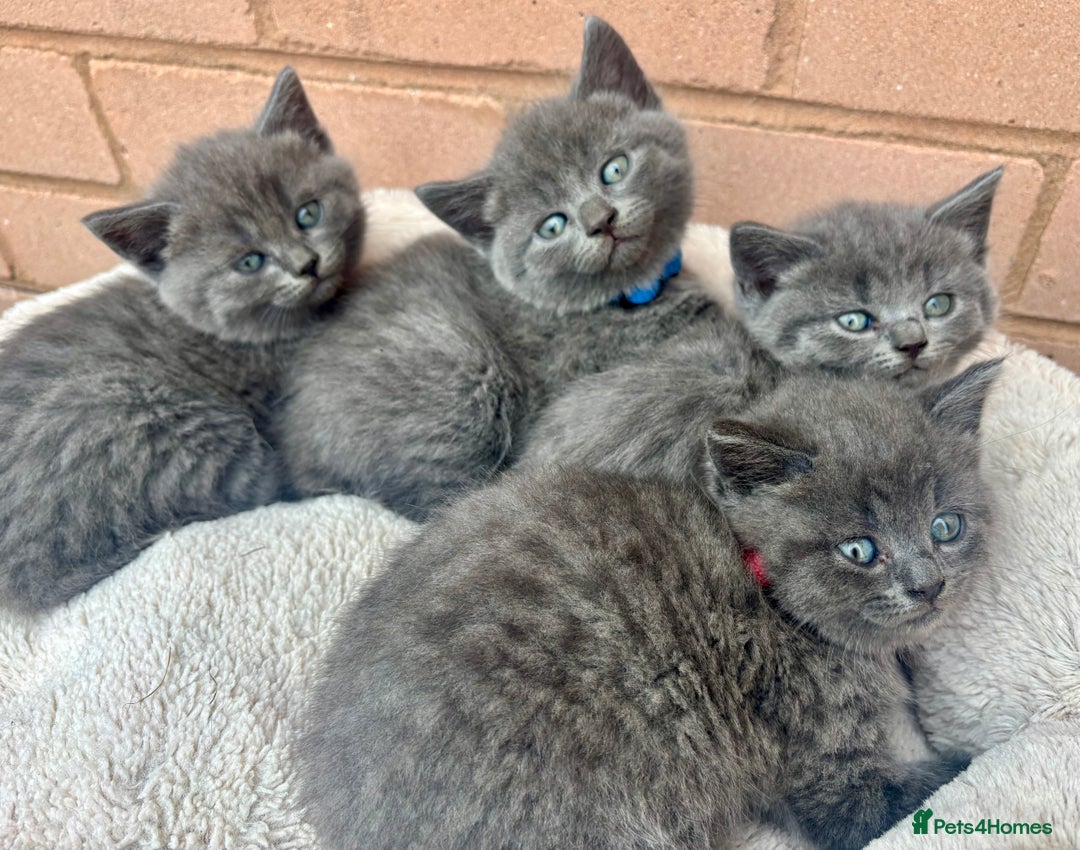 British Shorthair cats for sale: 5. british Blue Cross kittens - Image 2