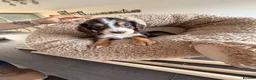 Cocker Spaniel dogs for sale: Cocker spaniel puppies ready Sunday  in Peterborough - Advert 3