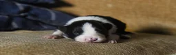 Border Collie dogs for sale: Fully health tested collie pups  - Advert 6