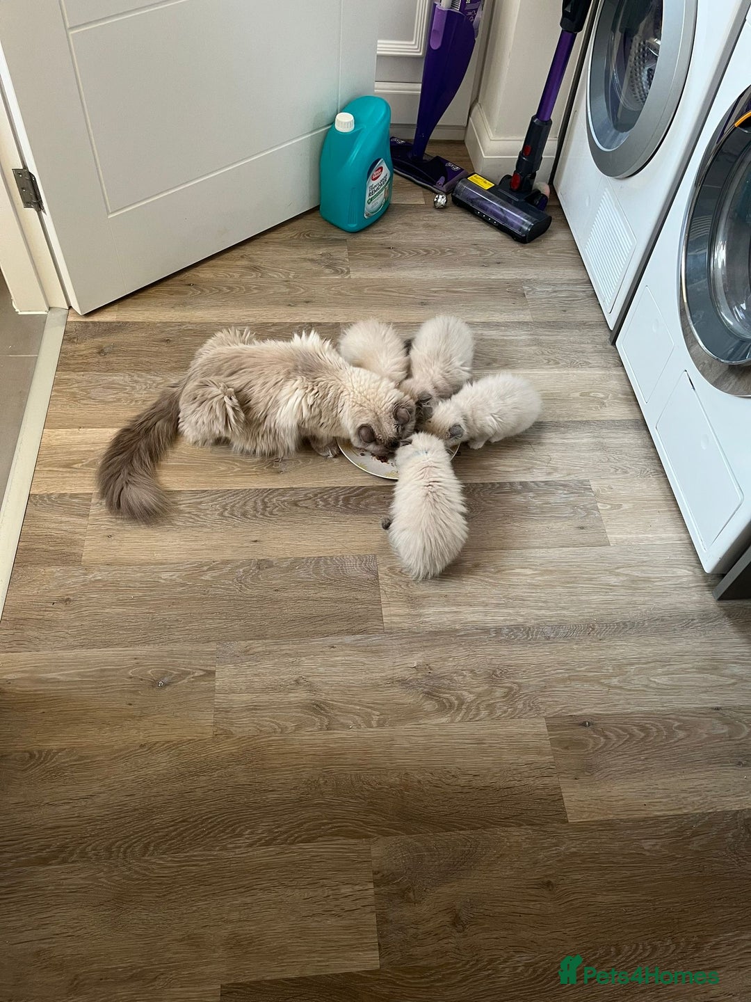 Ragdoll cats for sale: Stunning Bluepoint Ragdoll kittens!  - Image 27
