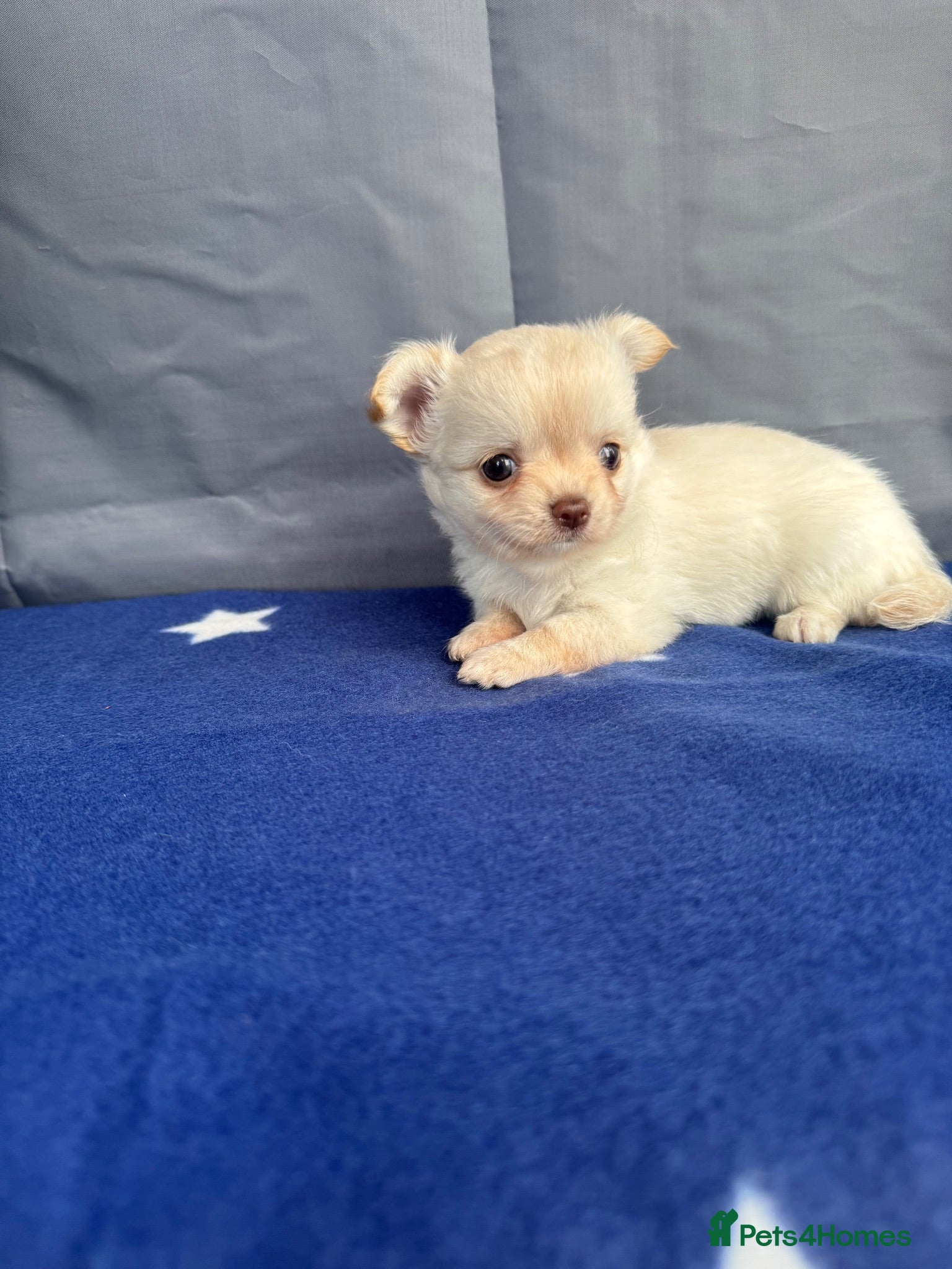 Chihuahua dogs 2 Gorgeous little long haired Chihuahua babies  - Advert 18