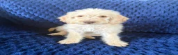 Labradoodle dogs for sale: Ready Now! Beautiful F1b Labradoodles  - Advert 12