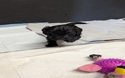 Cockapoo dogs for sale: F1 Miniature Phantom Cockapoos  READY NOW  in Chulmleigh - Image 10