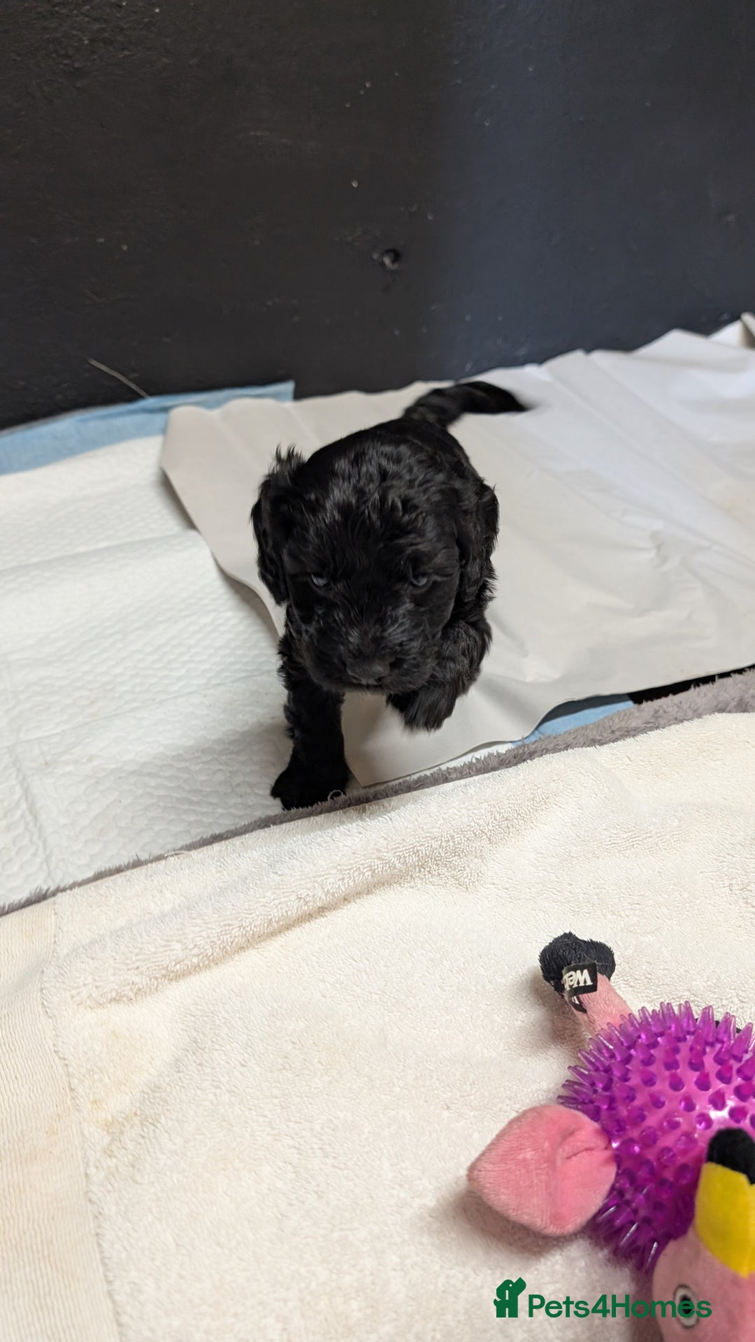 Cockapoo dogs for sale: F1 Miniature Phantom Cockapoos  READY NOW  in Chulmleigh - Image 10