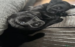 Goldador dogs for sale: Stunning Black Lab/Golden Retriever Puppies - Advert 22