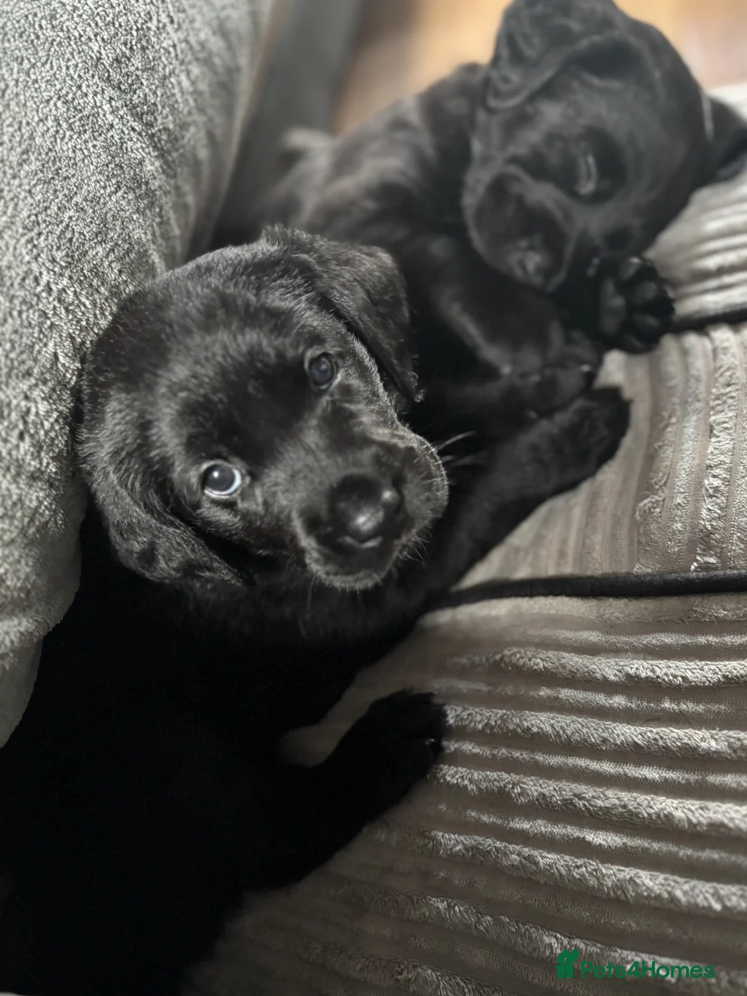 Goldador dogs for sale: Stunning Black Lab/Golden Retriever Puppies - Advert 23