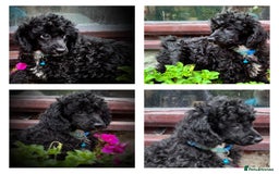 Poodle dogs for sale: Poodle x fully vaccinated  - Advert 14