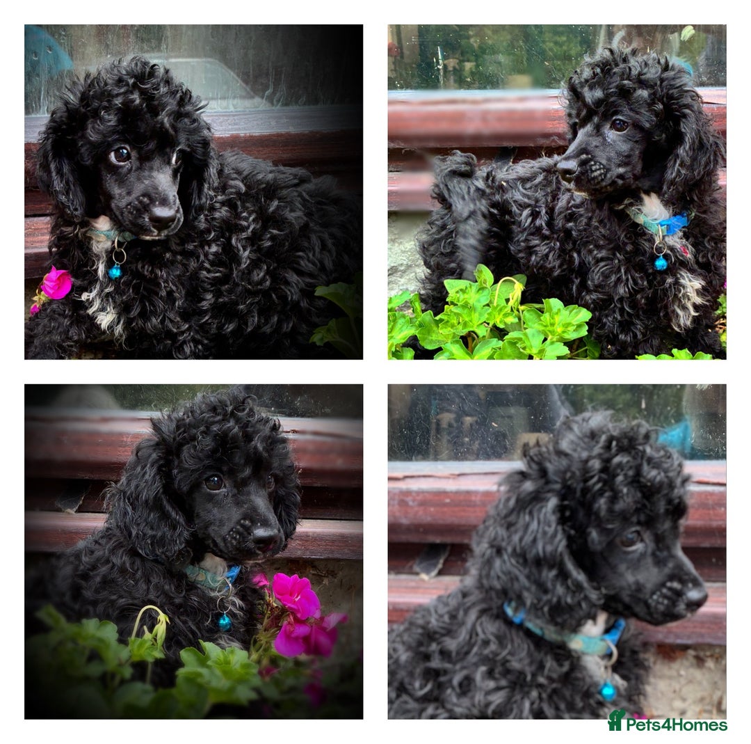 Poodle dogs for sale: Poodle x fully vaccinated  - Advert 14