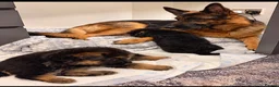 German Shepherd dogs for sale: EXCEPTIONAL KC REG GERMAN SHEPHERD PUPPIES - Advert 11