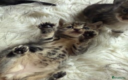 Bengal cats for sale: Bengal mix - Image 5