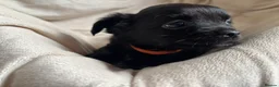 Chihuahua dogs for sale: Gorgeous chihuahua pups in Oxted - Advert 4