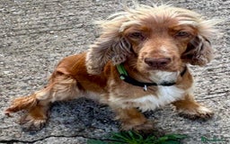 Cockapoo dogs for sale: Gorgeous Cockapoo puppies  - Image 3