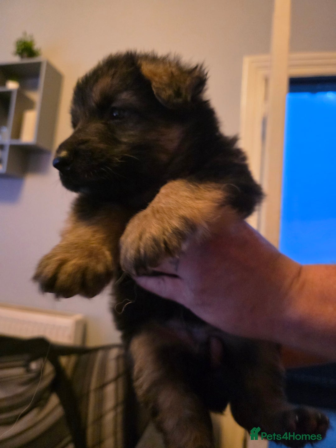 German Shepherd dogs for sale: Last remaining beautiful girl german shepherd pup - Advert 3