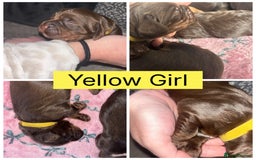 Cocker Spaniel dogs for sale: Beautiful litter - working cocker spaniels ❤️ - Image 10