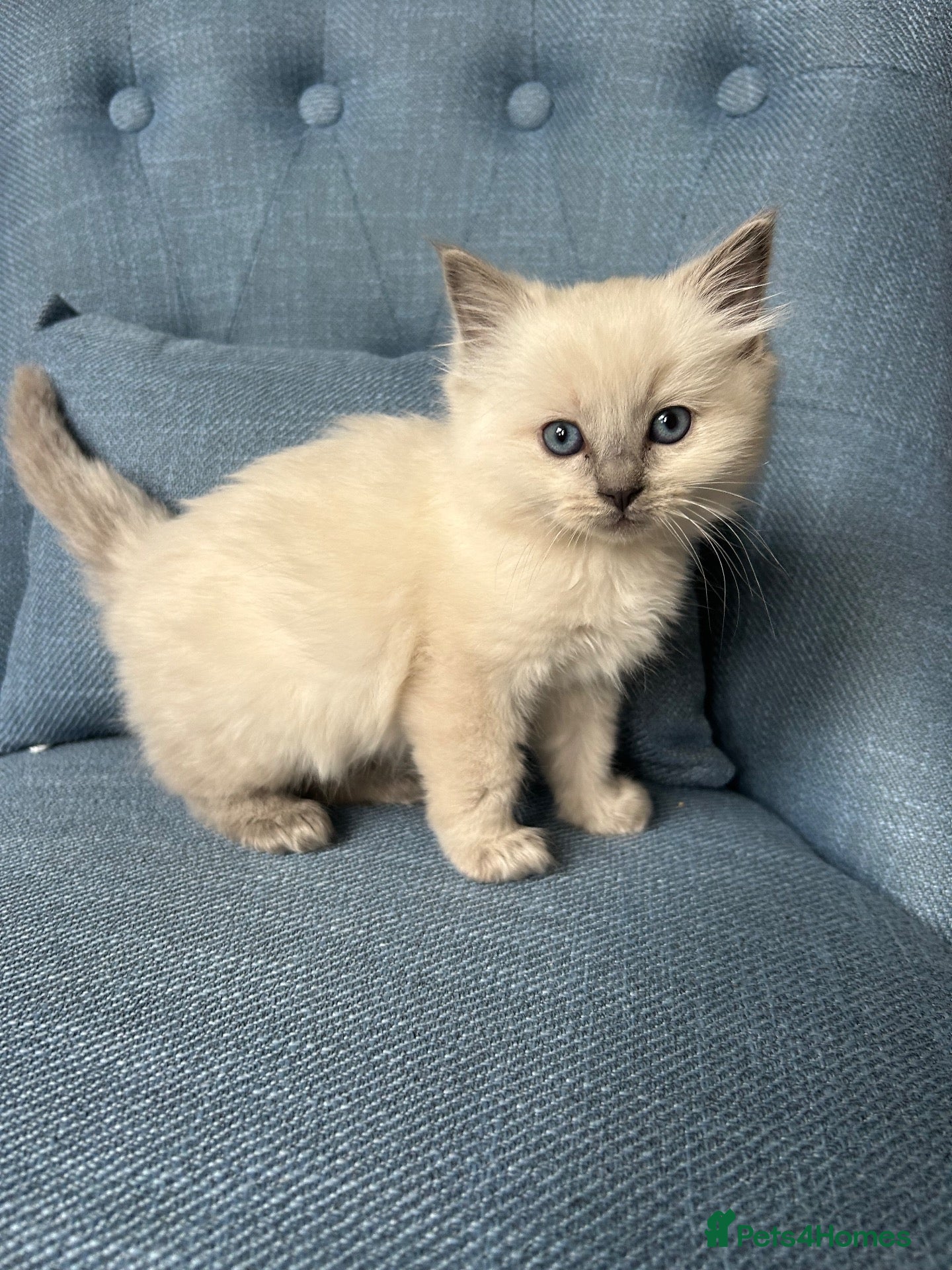 Ragdoll cats Champion Bred Sire stunning darkblue point kitten  - Advert 2