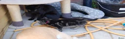 Mixed Breed cats for sale: Black kittens with brown stripes - Advert 11