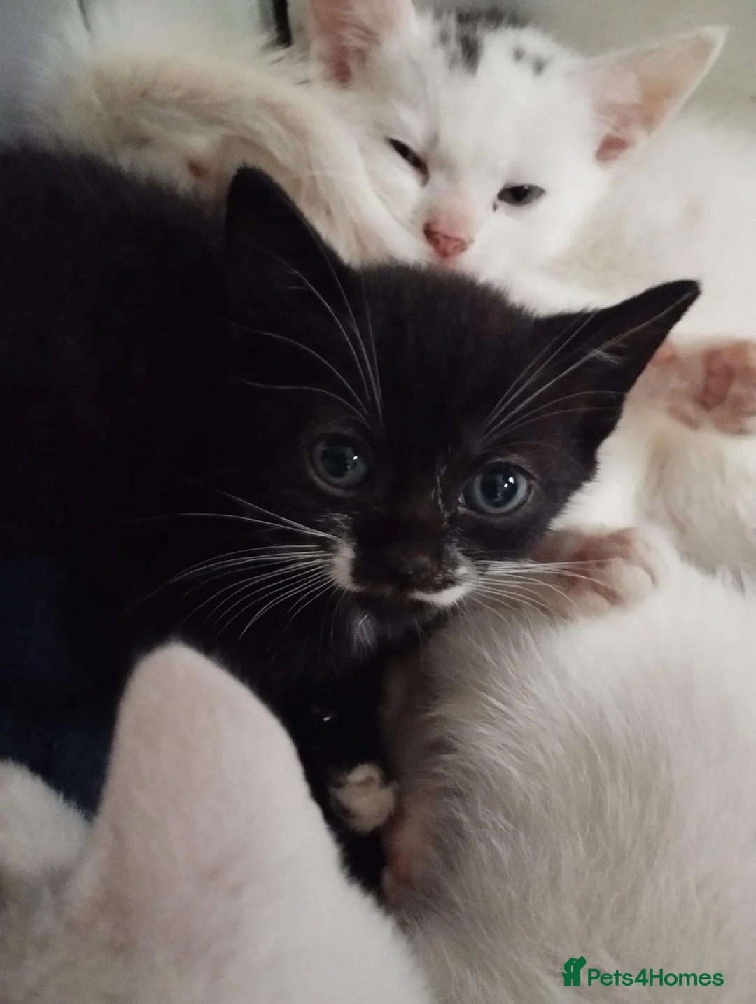 Mixed Breed cats for sale: Beautiful mixed breed kittens  - Advert 2
