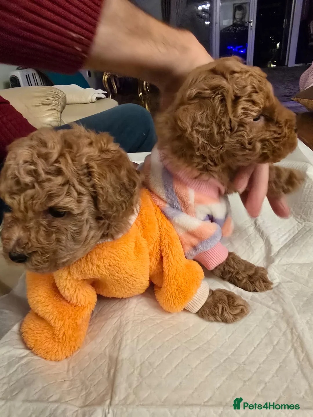 Poodle dogs for sale: Toy Poodle  - Advert 1