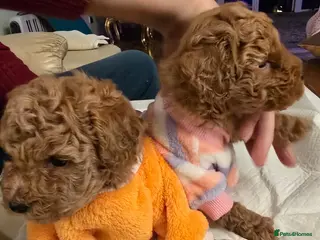 Poodle dogs Toy Poodle - Advert 2