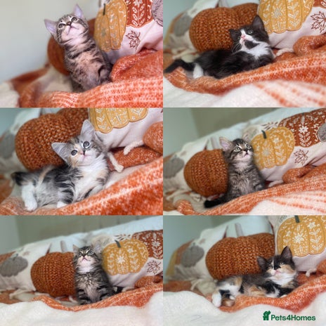 Mixed Breed cats - Advert 1