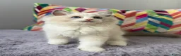 Ragdoll cats for sale: TICA registered ragdoll kittens from champions - Advert 27