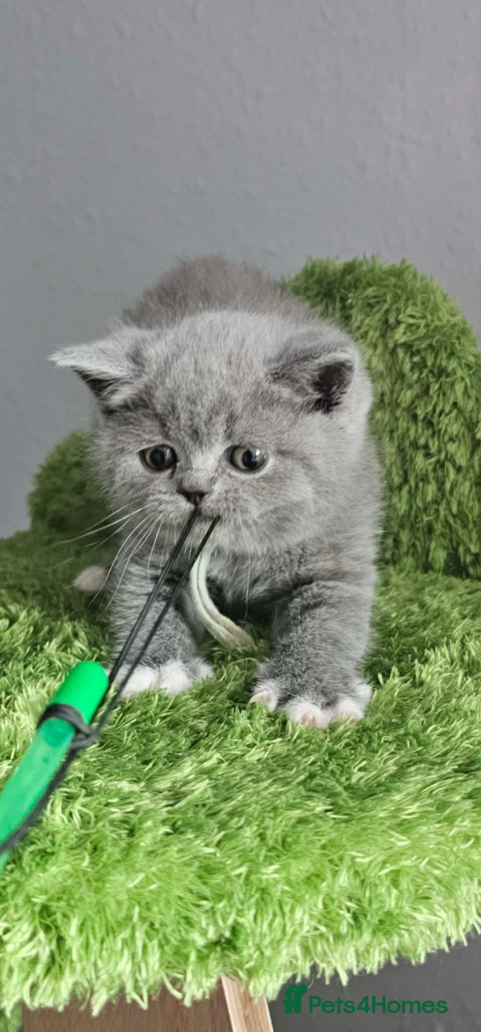 British Shorthair cats LAST BOY BSH Champion Bloodline GCCF - Advert 2