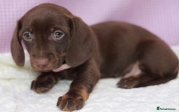 Dachshund dogs for sale: Miniature dachshund  - Image 12