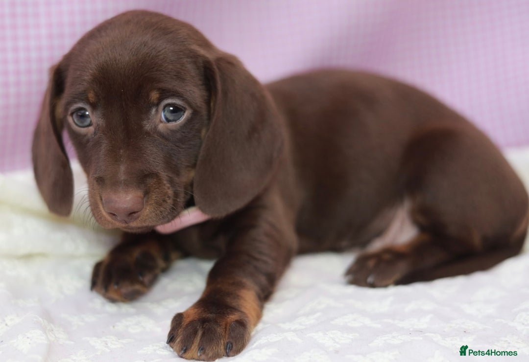 Dachshund dogs for sale: Miniature dachshund  - Image 12