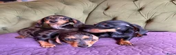 Miniature Dachshund dogs for sale: Mini sausage dogs. Family bred/health checked  - Advert 20