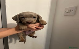 Dachshund dogs for sale: 5 stunning Dachshund puppies - Image 16