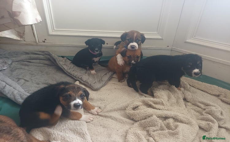 Mixed Breed dogs - Advert 2
