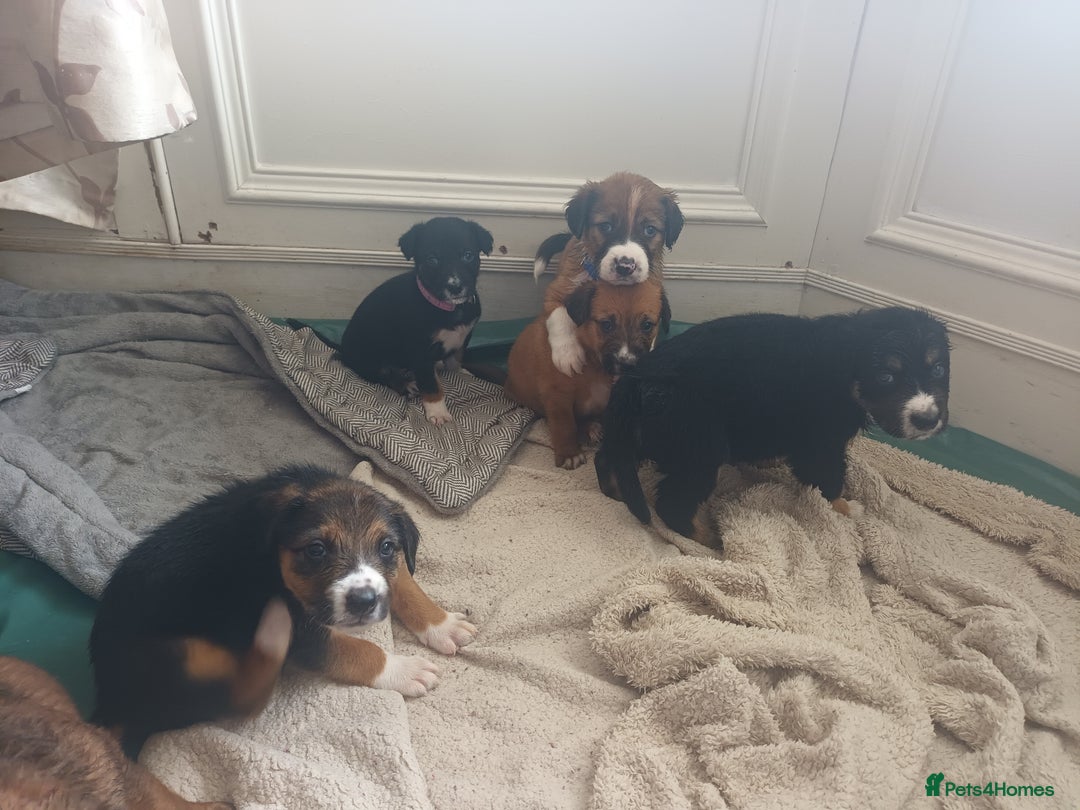 Mixed Breed dogs for sale: Collie x mixed hound puppies - Image 1