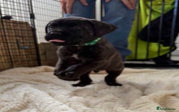 Mixed Breed dogs for sale: Cane Corso x boerboel  - Image 13