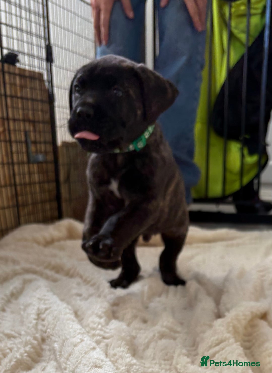 Mixed Breed dogs for sale: Cane Corso x boerboel  - Image 13