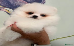 Pomeranian dogs for sale: Amazing Pom Puppies from Five Star breeder.  - Image 17